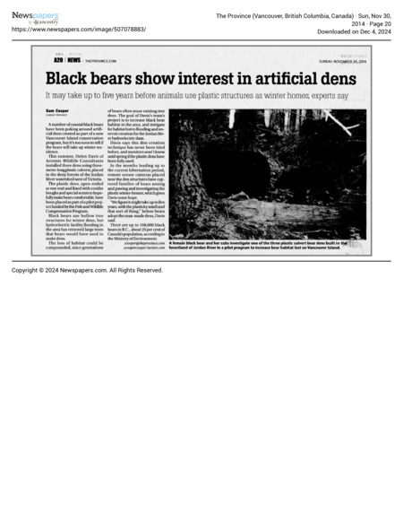 Black Bear Shows Interest in Artificial Dens